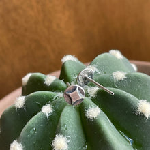 Load image into Gallery viewer, Tiny Shining Star Studs