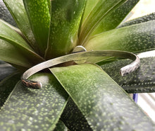 Load image into Gallery viewer, "The One"